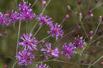 Tall ironweed